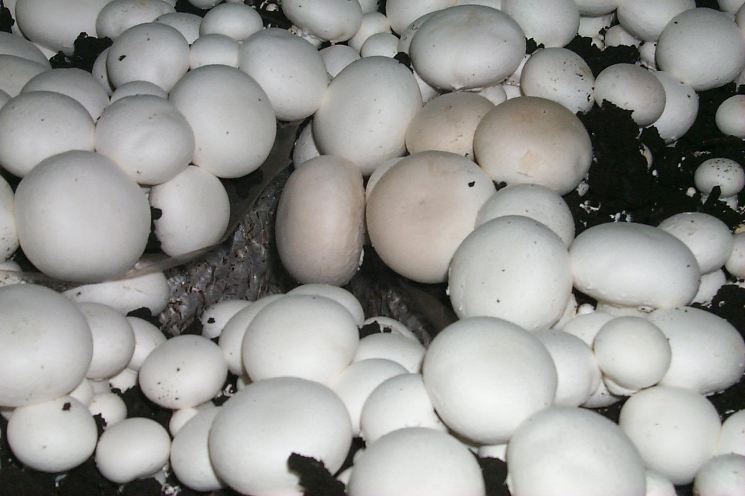 Symptom of Mushroom Virus X - isolated coffee-coloured mushrooms